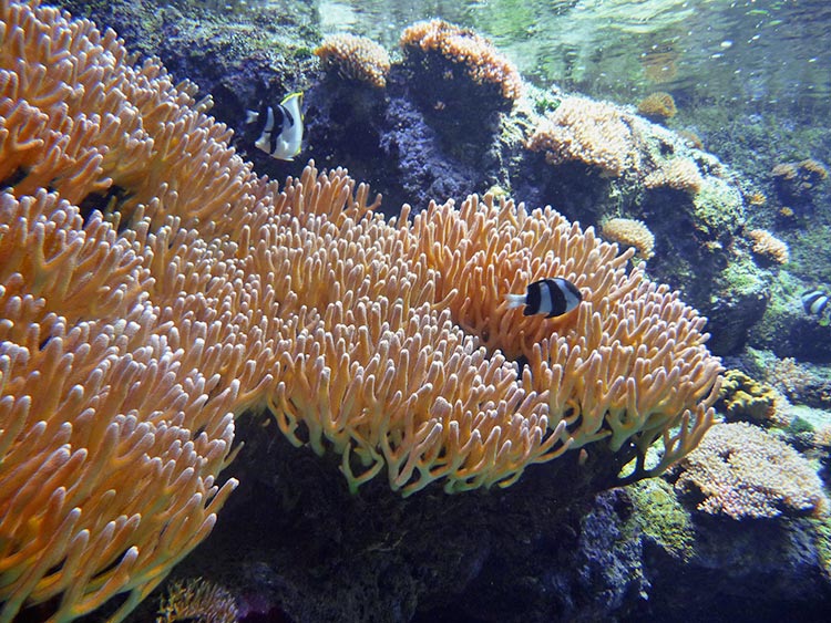 Aquarium de Paris - Korallen